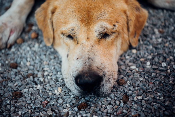 Thai brązowy bezpańskich psa spania z samotny i miss - Zdjęcie, obraz