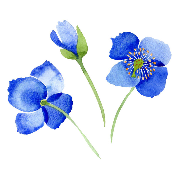 Niebieski MAK kwiatowy kwiaty botanicznych. Zestaw ilustracji tle akwarela. Element ilustracja na białym tle Maki. - Zdjęcie, obraz