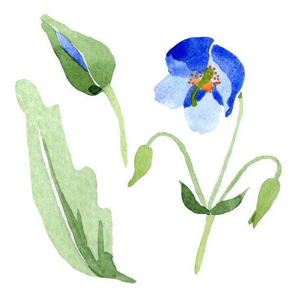 Kék mák virág botanikai virágok. Vad tavaszi levél vadvirág elszigetelt. Akvarell háttér illusztráció készlet. Akvarell rajz divat aquarelle. Elszigetelt Pipacsok ábra elem. - Fotó, kép
