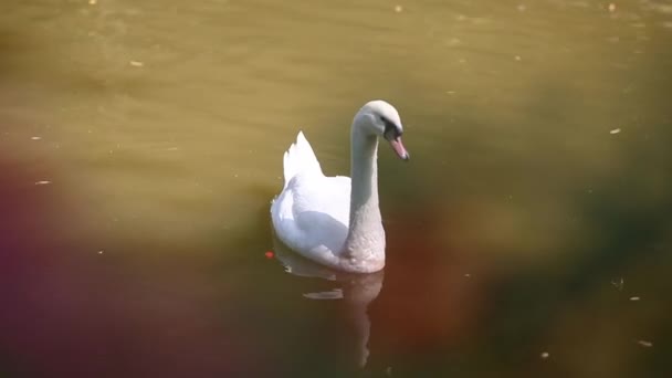 cisne blanco en el lago - Metraje, vídeo