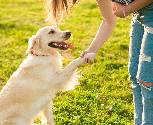 Χαριτωμένο νεαρό golden retriever σκύλου δίνοντας ένα πόδι - Φωτογραφία, εικόνα