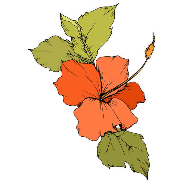 Vector Hibiscus floral botanical flower. Engraved ink art. Isolated hibiscus illustration element on white background. - Vector, Image