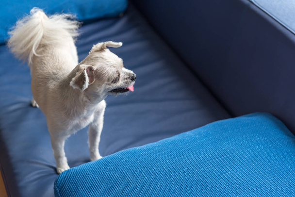 Köpek çok sevimli ayakta kanepede bir şey bakıyor - Fotoğraf, Görsel