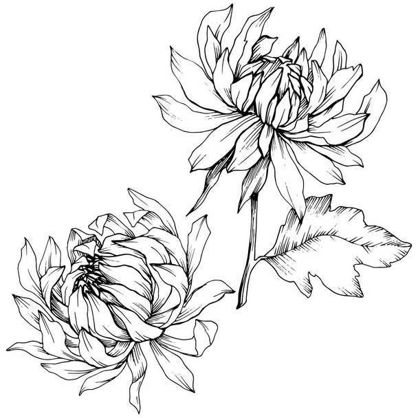Vector Chrysanthemum flores botânicas florais. Tinta gravada a preto e branco. Isolado elemento ilustração flor
. - Vetor, Imagem