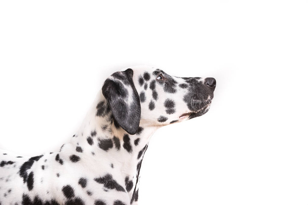 Un disparo de cabeza de cachorro dálmata punteado joven
 - Foto, Imagen
