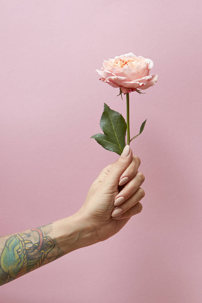Rose with green leaves in the hand of a woman around a pink background with space for text. Present - Fotó, kép