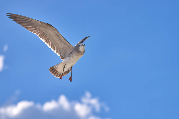 Albatross spreading his wings flies against the blue sky, place  - Foto, Bild