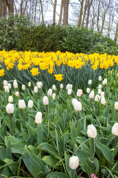 Bellissimi tulipani colorati e narcisi campi in Olanda
 - Foto, immagini