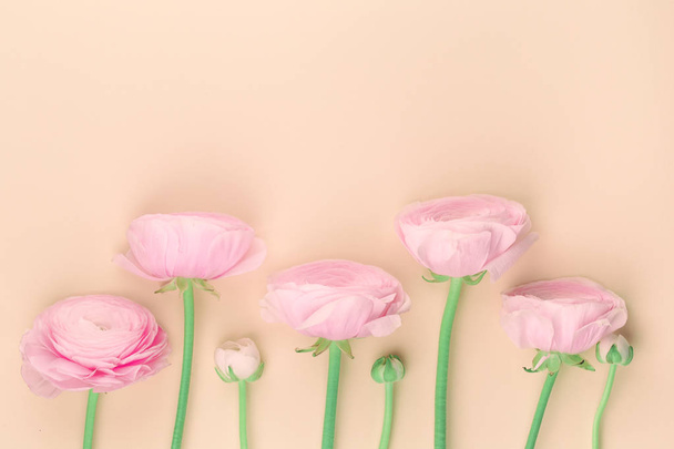 Pink colored peony or buttercup flowers on peach - Fotografie, Obrázek