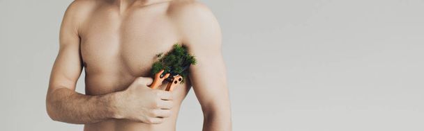 Панорамный снимок человека без рубашки, режущего растение на подмышке с секаторами, изолированными на сером
 - Фото, изображение