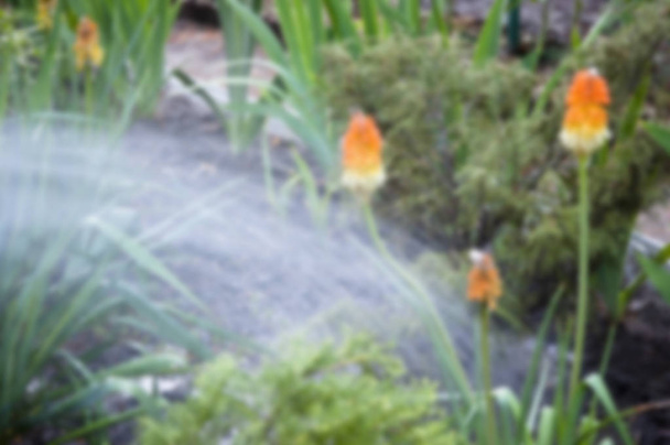 Blurred background. water for flower of knofofiya flowerbed. watering summer garden. spring. nature and environment. Kniphophia also called tritoma. Kniphofia flower. villatic holiday season suburban - Photo, Image