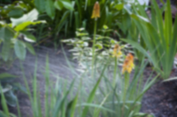 Kniphofia flower Blurred background. villatic holiday season, suburban. Kniphophia also called tritoma. watering summer garden. water for flower of knofofiya flowerbed. spring. nature and environment - 写真・画像