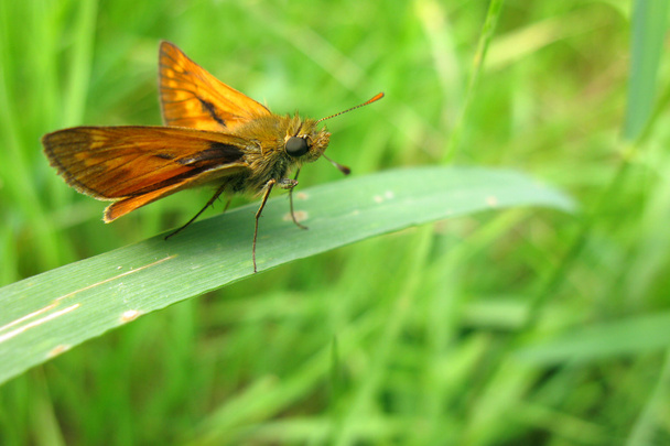葉の上の大規模なスキッパーの蝶 - 写真・画像