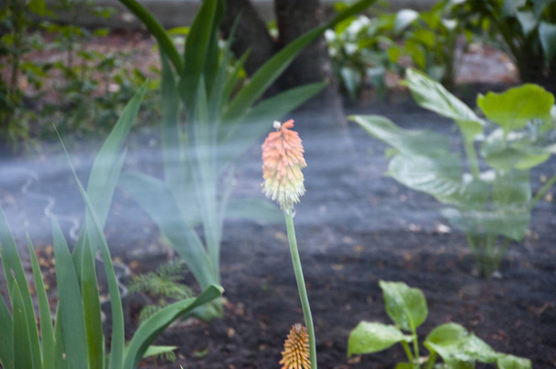 spring. nature and environment. watering summer garden. water for flower of knofofiya flowerbed. Kniphophia called tritoma. Kniphofia flower. villatic holiday season. Working in green environment - Photo, Image