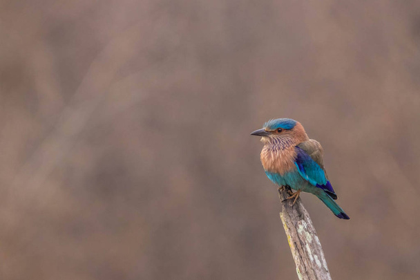 niebieski Jay lub Indian Roller ptaka - Zdjęcie, obraz