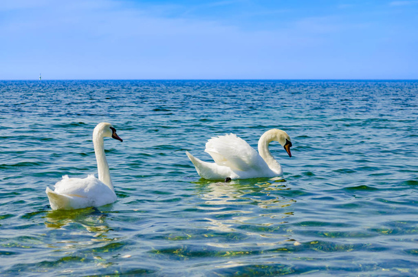 White Swan on the Black sea. - Foto, Imagem