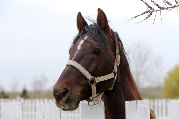 Head shot close-up van een mooie Yong Horse tijdens de training - Foto, afbeelding