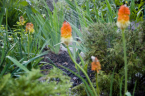 water for flower of knofofiya flowerbed. Kniphophia also called tritoma. watering summer garden. Kniphofia flower. villatic holiday season, suburban. spring. nature and environment Blurred background - Photo, Image