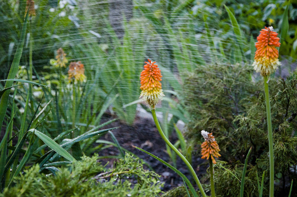 Gardening. spring. nature and environment. water for flower of knofofiya flowerbed. Kniphofia flower. villatic holiday season, suburban. watering summer garden. Kniphophia also called tritoma - Photo, Image