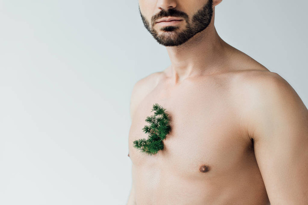 Partial view of bearded man with green plant on chest isolated on grey - Foto, immagini