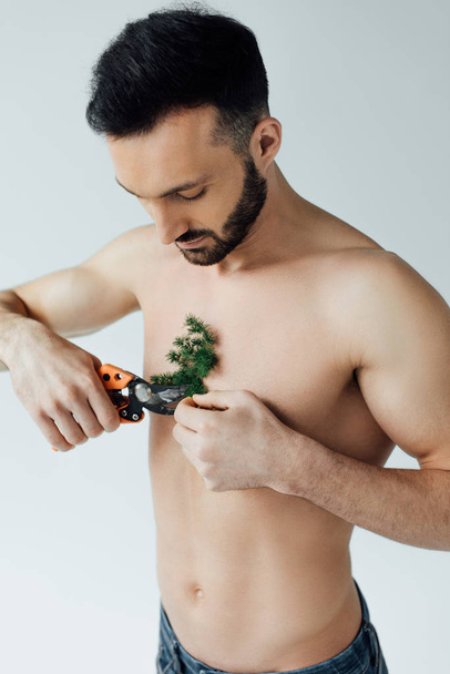 Parrakas paidaton mies leikkaus kasvi rinnassa oksasakset eristetty harmaa
 - Valokuva, kuva