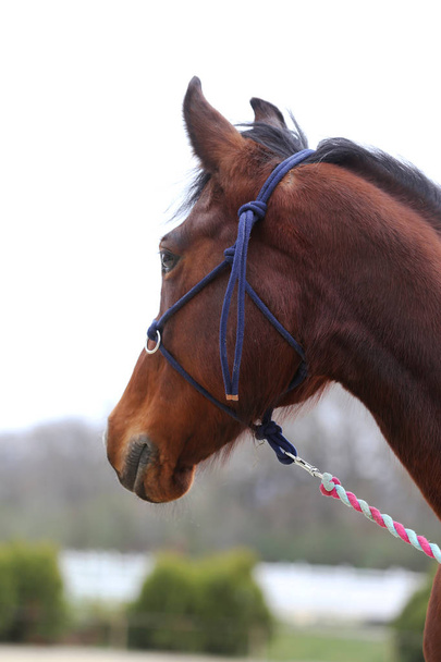 Head shot closeup of a beautiful yong horse during training - Photo, Image