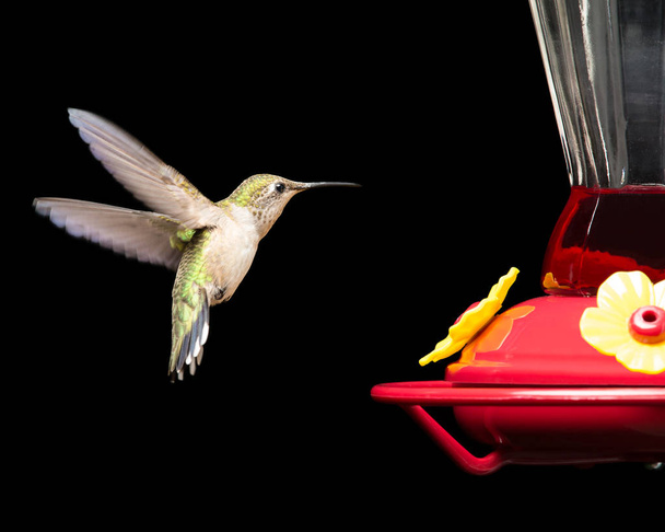 Kolibri am Futterhäuschen isoliert auf schwarz - Foto, Bild