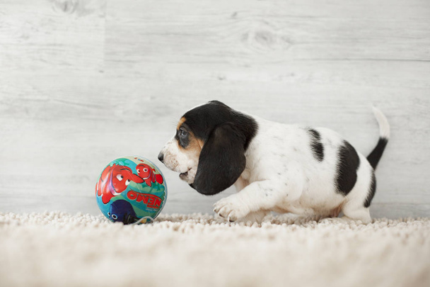 cute puppy with long ears playing with ball on cozy carpet  - Valokuva, kuva