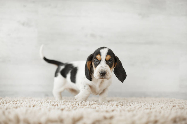 cute puppy with long ears on cozy carpet  - Valokuva, kuva