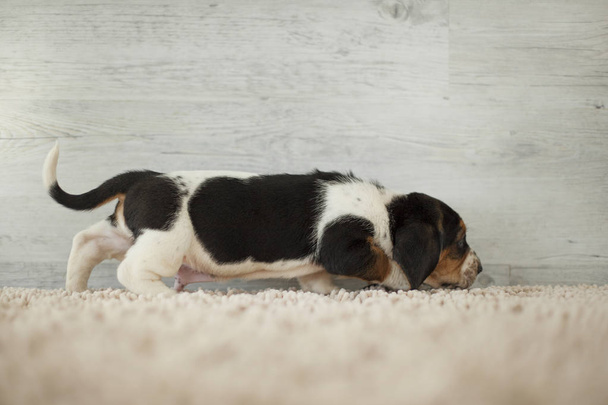 cute puppy with long ears on cozy carpet  - Valokuva, kuva