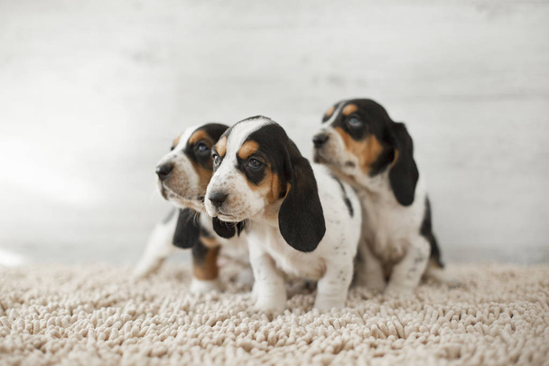 cute puppies with long ears on cozy carpet - Valokuva, kuva