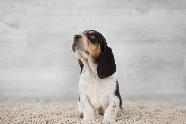 cute puppy with long ears on cozy carpet  - Foto, Bild