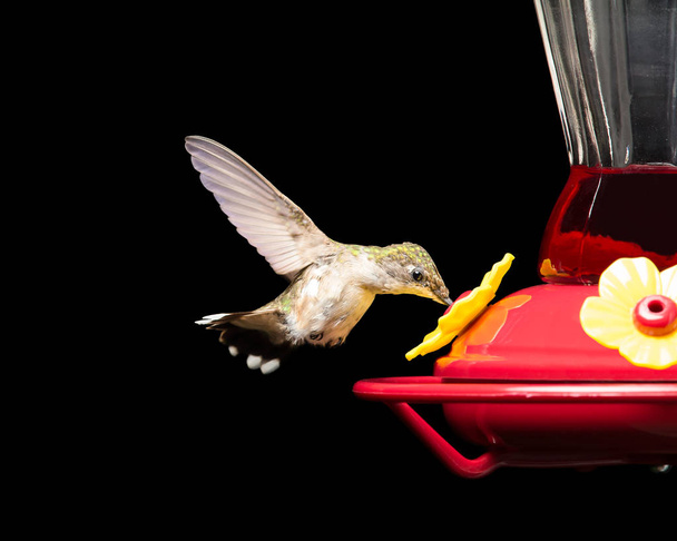 Kolibri Feeder Eristetty musta
 - Valokuva, kuva