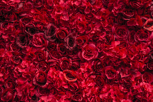 Hermosas rosas rojas. Muro de flores. Primer plano de enormes rosas rojas. Lugar para el texto
 - Foto, imagen
