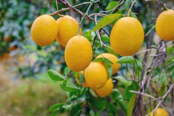 Rami di limoni
 - Foto, immagini
