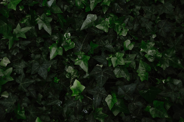 Dark green ivy leaves in fresh jungle forest. Natural ivy texture background - Фото, изображение