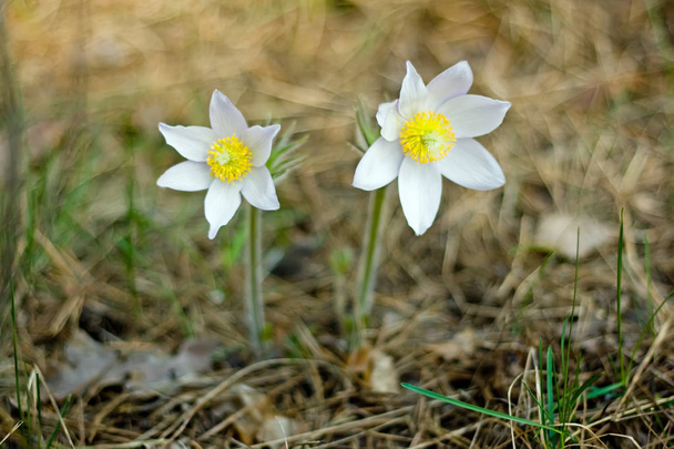 Flor Pasque floreciendo en el prado de primavera - Pulsatilla. Fondo natural bien borroso. Botánica
. - Foto, Imagen