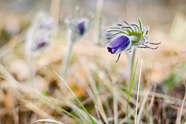 Pasque Flower blooming on spring meadow  - Pulsatilla. Fine blurred natural background. Botany. - Photo, Image