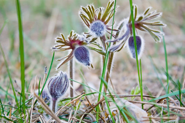 Pasque Flower virágzó tavaszi rét-Pulsatilla. Finom elmosódott természetes háttér. Botanika. - Fotó, kép