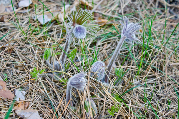 Pasque Flower blooming on spring meadow  - Pulsatilla. Fine blurred natural background. Botany. - Photo, Image