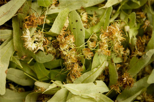 Вапняна гілка, лікарська рослина
 - Фото, зображення