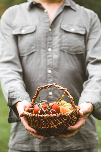 Tomato harvest in autumn - Zdjęcie, obraz