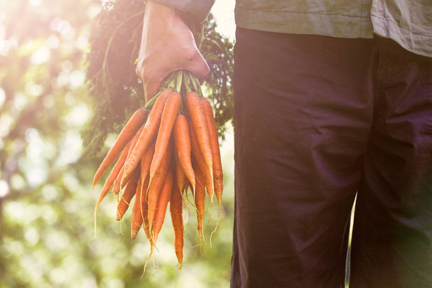 Fresh carrots in hands - Photo, Image