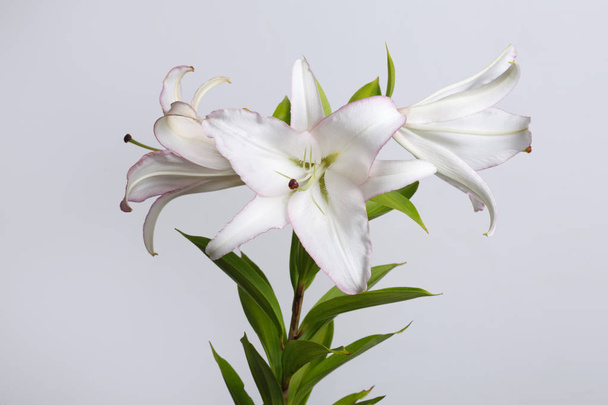 A branch of delicate white with pink speckles of lilies isolated on a gray background. - Φωτογραφία, εικόνα