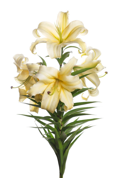 Branch of tender yellow lilies isolated on white background. - Φωτογραφία, εικόνα
