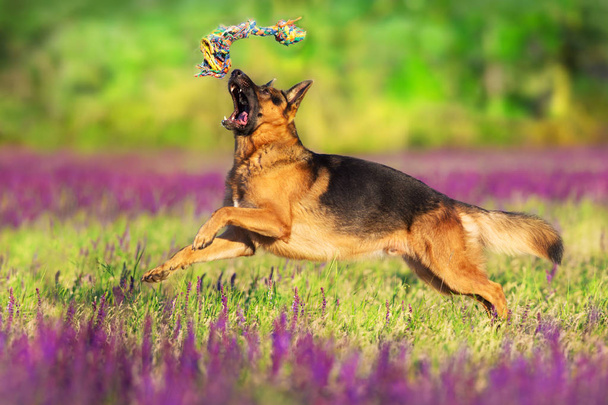 Alemán shephard perro corriendo en flores prado
 - Foto, imagen