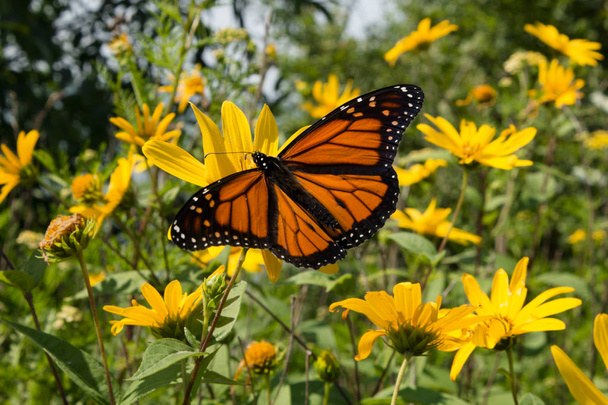 Помаранчева метелик знаходить нектар на соняшниках у дикому саду прерій
 - Фото, зображення