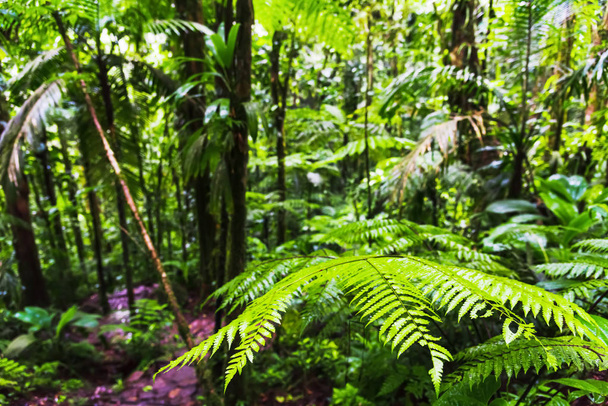 Velký list kapradí v Guadeloupském džungli - Fotografie, Obrázek