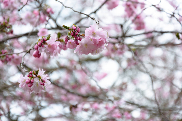 Cherry Blossom in een park Göteborg Zweden - Foto, afbeelding