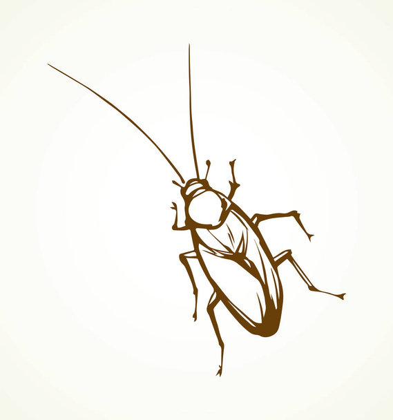 Kakkerlak. Vector tekening - Vector, afbeelding